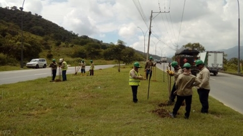 Avanza compensación forestal del Portal Norte – Ciudad Jardín