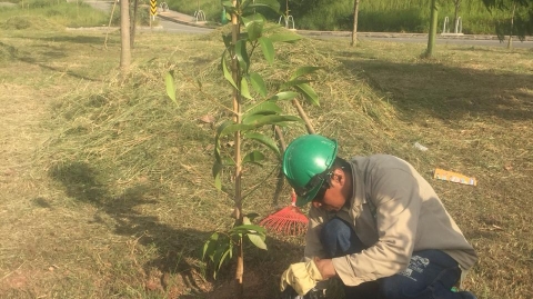 Árboles sembrados por el Portal Piedecuesta serán cuidados durante y después de la obra