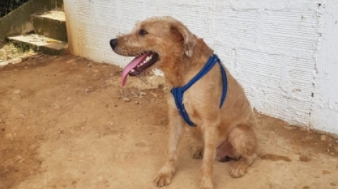 Cusumbo, canino hallado en una estación de Metrolínea, busca hogar
