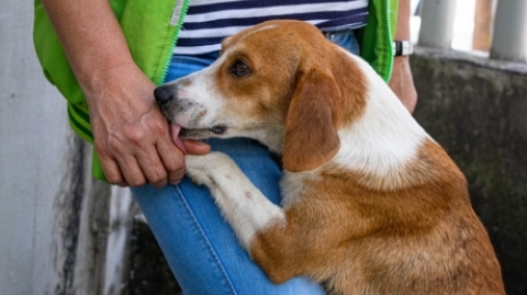 Metrolínea y Alcaldía de Bucaramanga rescatan perrita que llegó al Parque Estación UIS